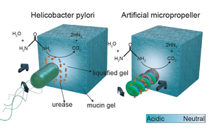 Enzymatically active biomimetic micropropellers for the penetration of mucin gels