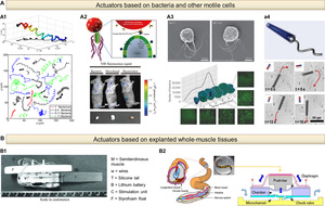 Biohybrid actuators for robotics: a review of devices actuated by living cells