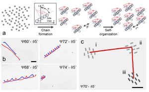 Cohesive self-organization of mobile microrobotic swarms