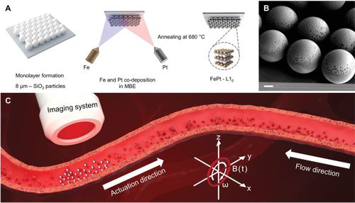 High-Performance Magnetic FePt (L10) Surface Microrollers Towards Medical Imaging-Guided Endovascular Delivery Applications