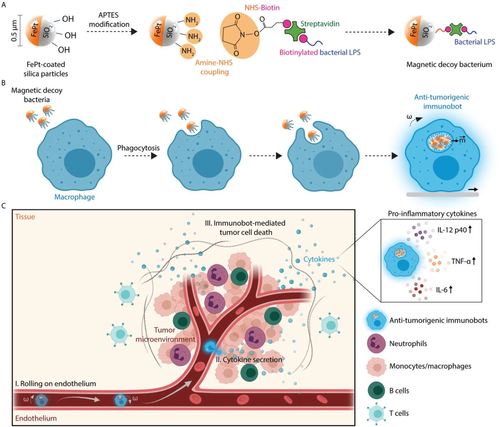 Remotely Guided Immunobots Engaged in Anti-Tumorigenic Phenotypes for Targeted Cancer Immunotherapy