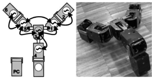 Learning to Move in Modular Robots using Central Pattern Generators and Online Optimization