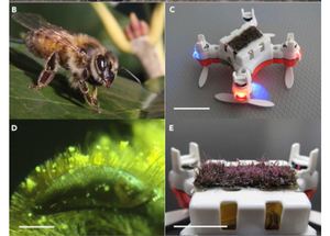 Sticky Solution Provides Grip for the First Robotic Pollinator