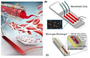 Hypoxia‐enhanced adhesion of red blood cells in microscale flow