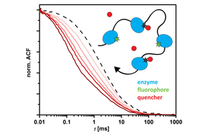 Diffusion Measurements of Swimming Enzymes with Fluorescence Correlation Spectroscopy