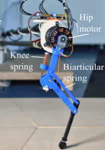 Series Elastic Behavior of Biarticular Muscle-Tendon Structure in a Robotic Leg