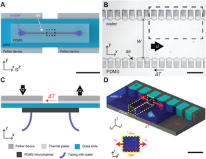 Temperature gradients drive bulk flow within microchannel lined by fluid–fluid interfaces