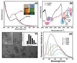 Nitrogen doped carbon quantum dots demonstrate no toxicity under in vitro conditions in a cervical cell line and in vivo in swiss albino mice