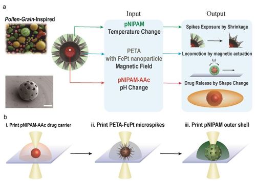 Multifunctional 3D-Printed Pollen Grain-Inspired Hydrogel Microrobots for On-Demand Anchoring and Cargo Delivery