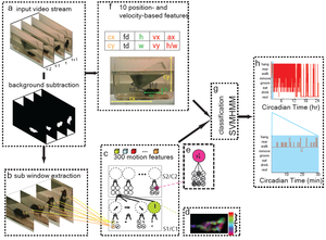 Automatic recognition of rodent behavior: A tool for systematic phenotypic analysis