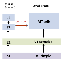 Computational Mechanisms for the motion processing in visual area MT